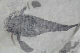 Beautiful Eurypterus (Sea Scorpion) Multiple - New York #86780-4